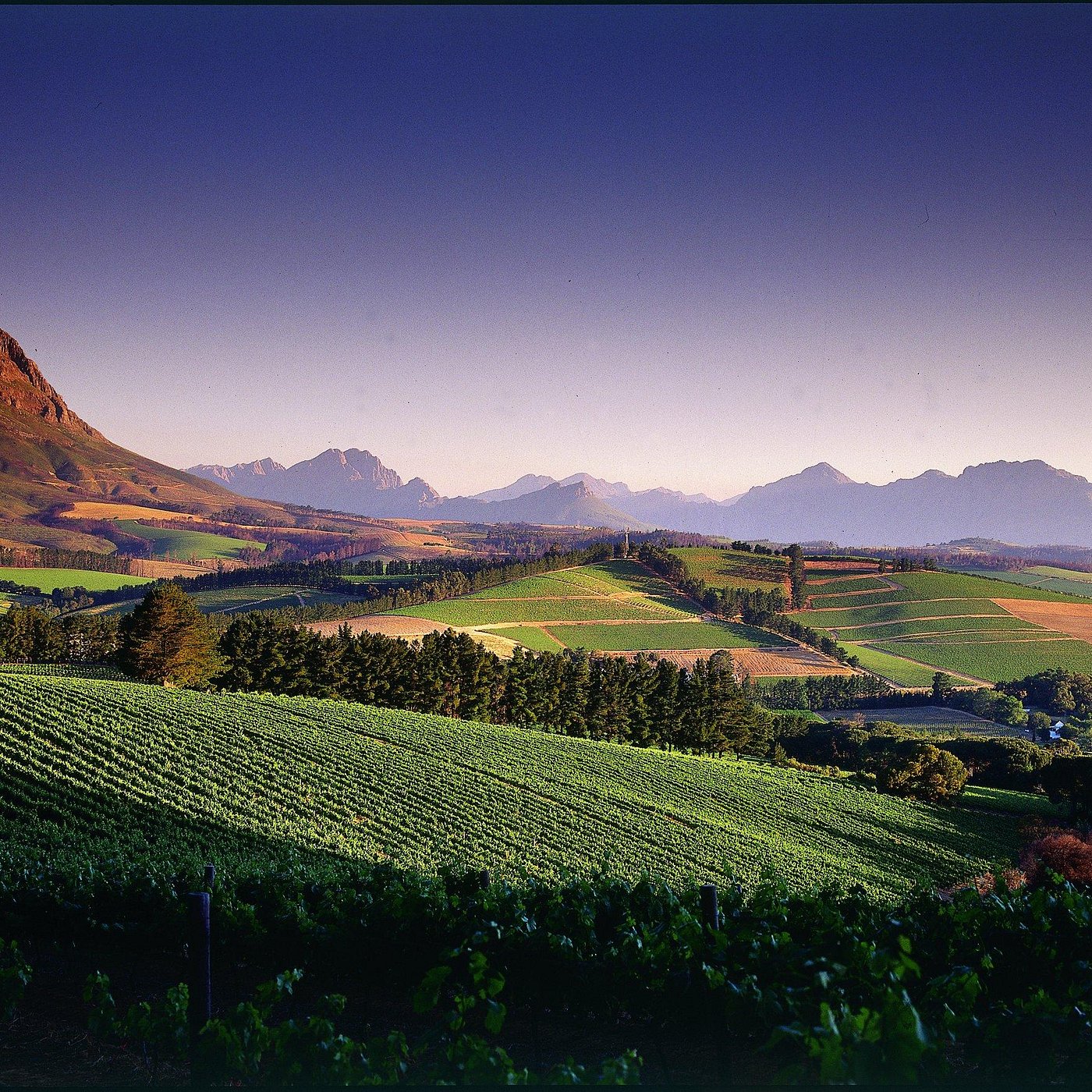 view-on-the-big-5-wine