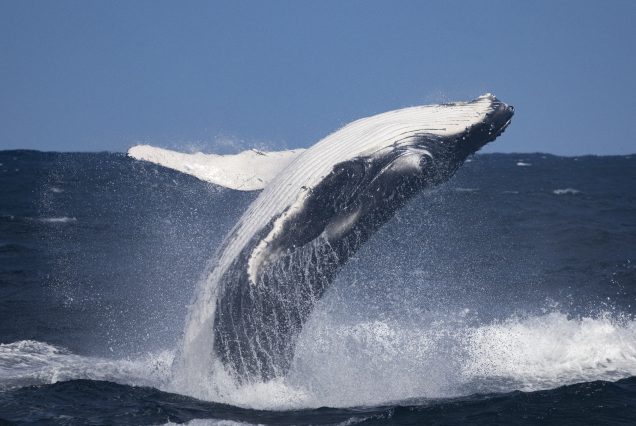 Whale Watching