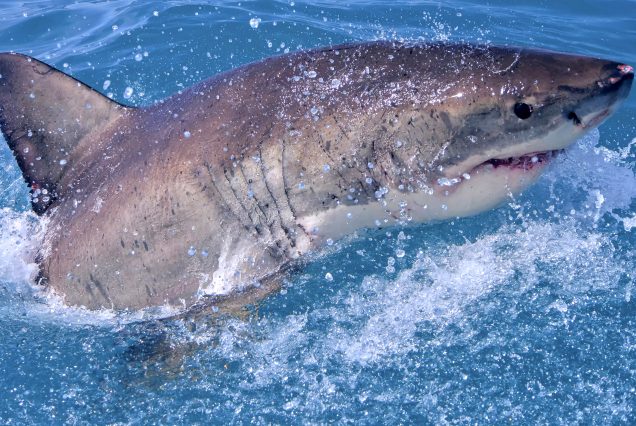 Shark Cage Diving